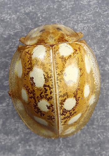 Halyzia sedecimguttata